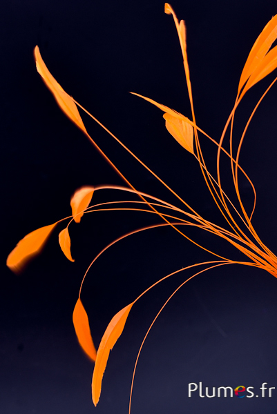 Coquetip - 20-25 cm - orange